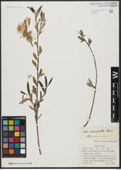 Foto von Salix acmophylla Boiss.
